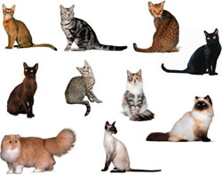 10 cat pictures